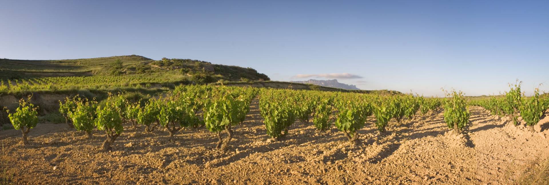 Remírez de Ganuza – Weingut