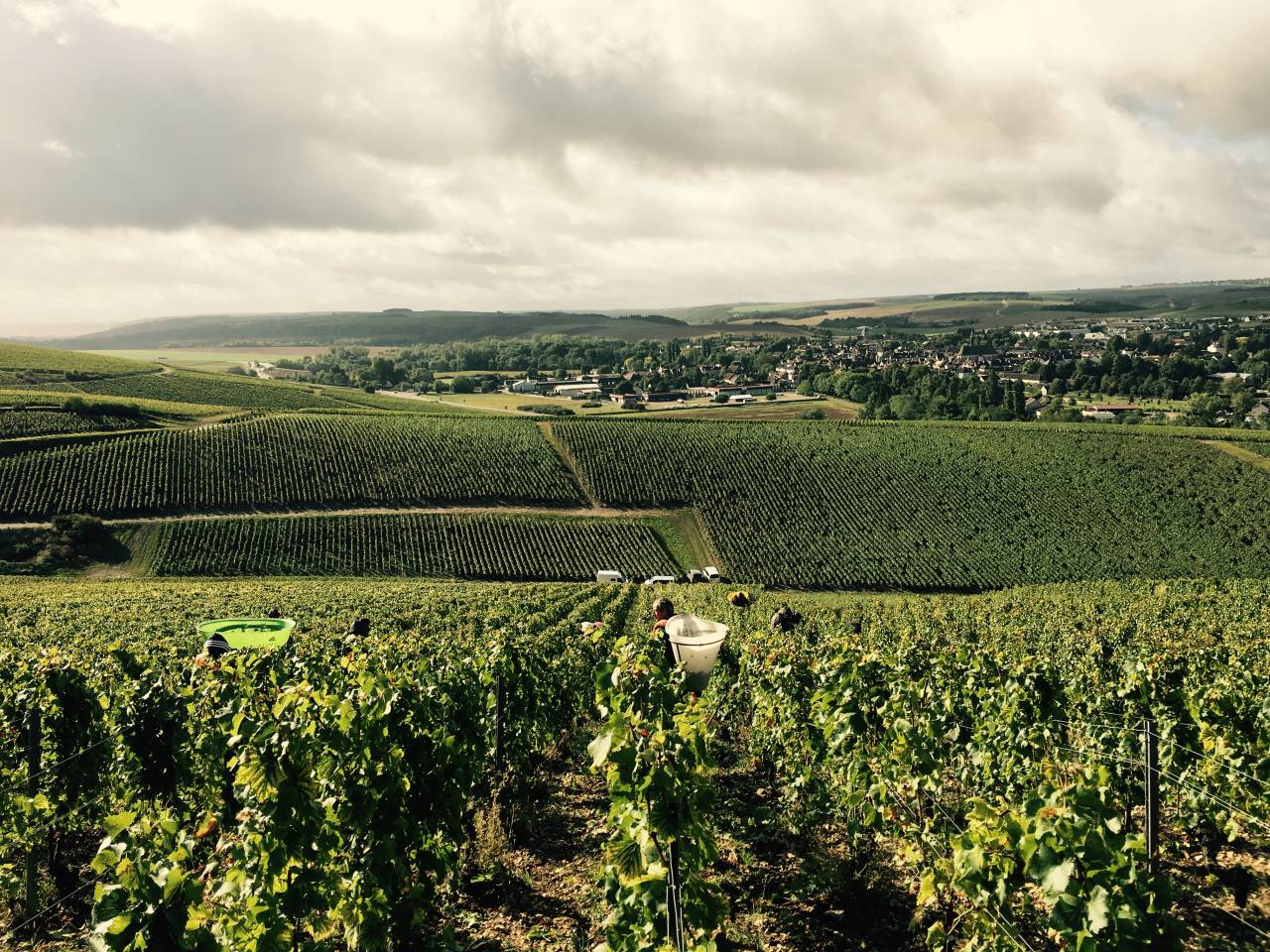 Domaine de l'Enclos – Weingut