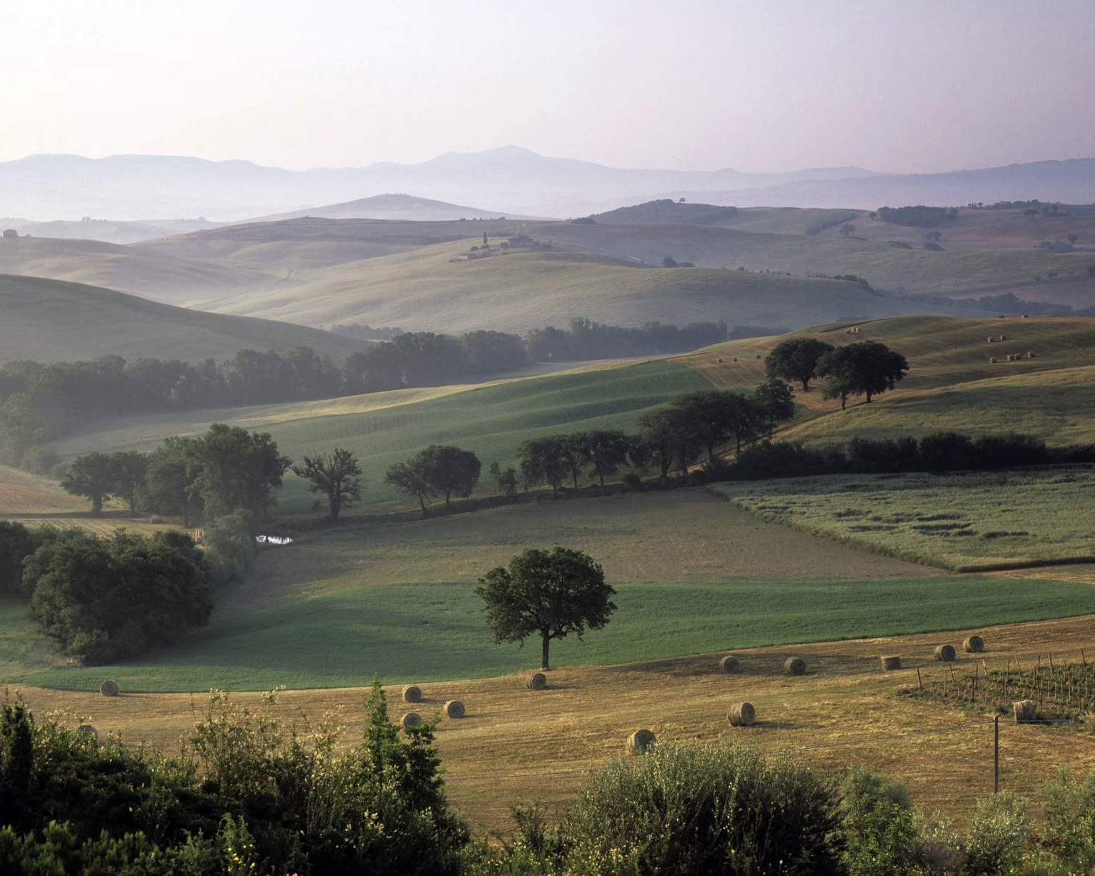Gereifte Jahrgänge links