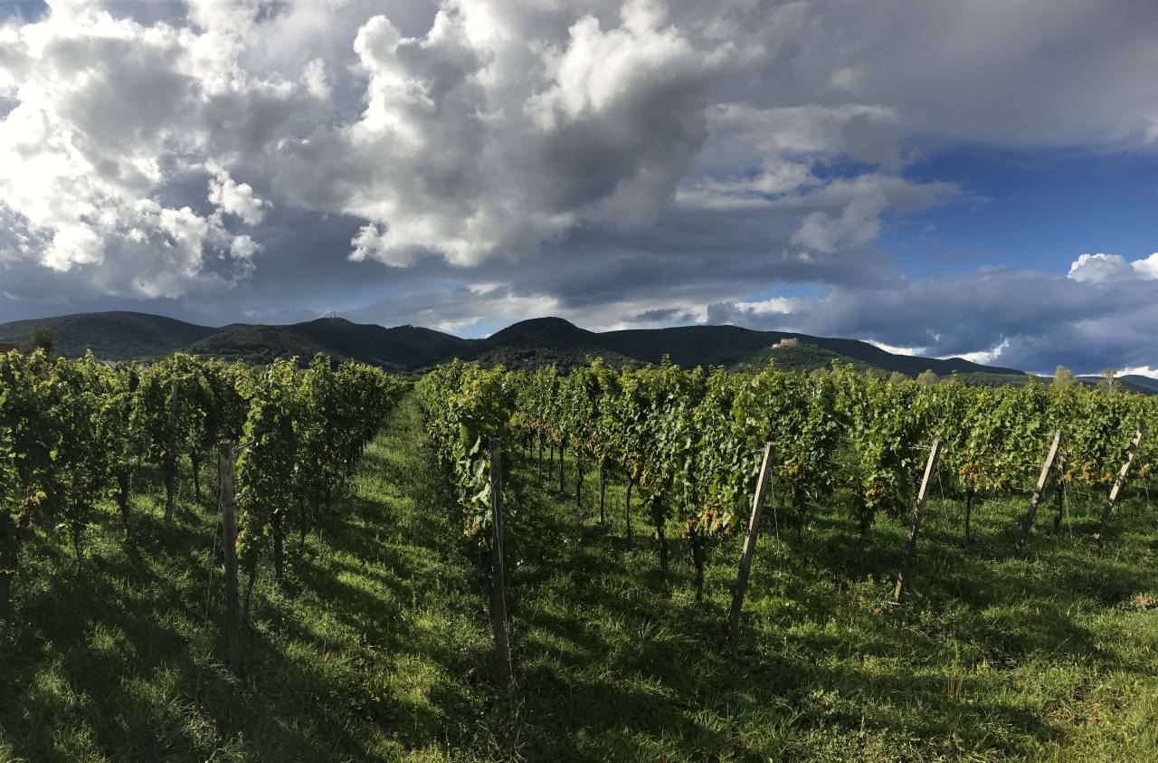 M. Schädler - Steffen Mugler – Weingut