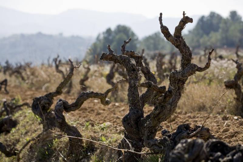 Weingut Vinyes d'en Gabriel