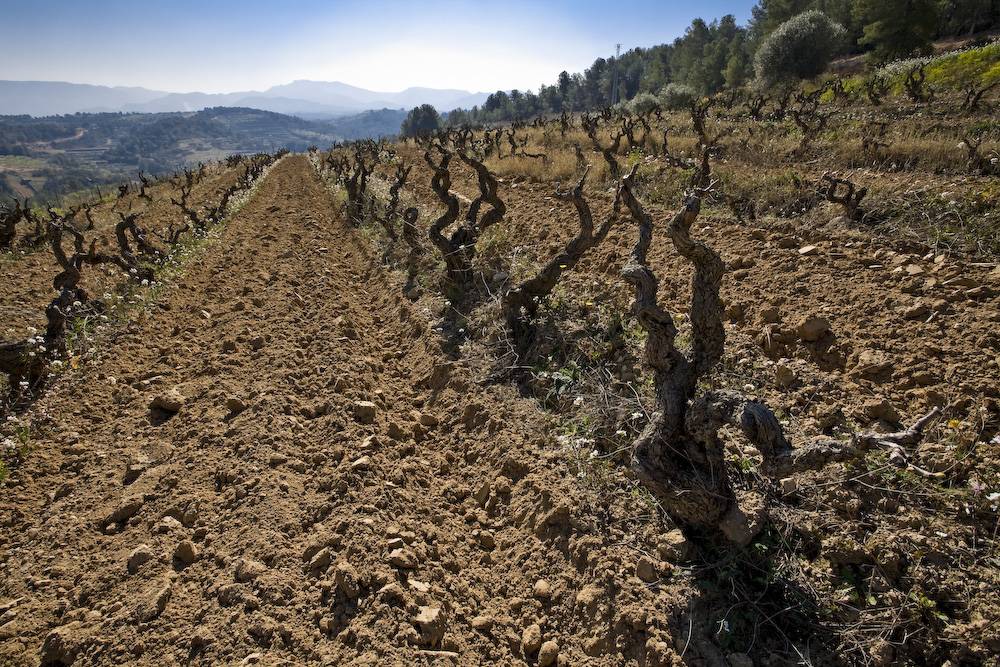 Vinyes d'en Gabriel – Weingut