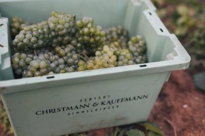 Christmann-Kauffmann